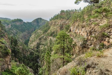 Güneşli bir günde çam ağaçlarıyla çevrili yayladaki taşlı yol. Berrak lue gökyüzü ve ufuk çizgisi boyunca bazı bulutlar. İğne yaprağı ağaçlarıile kuru dağ alanında Kayalık izleme yolu. Kanarya Adaları seyahat