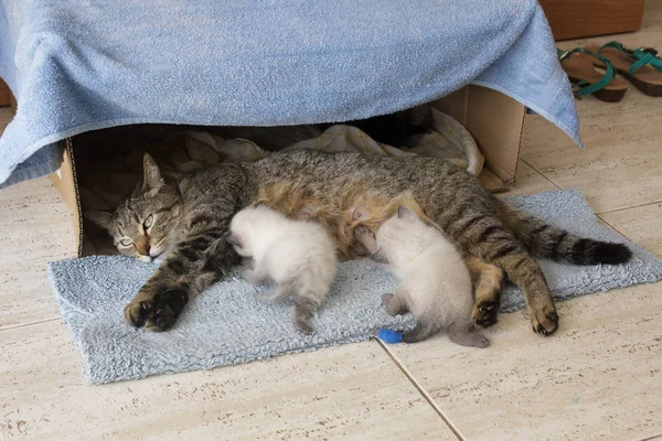 Schöne Hauskatze mit neugeborenen siamesischen Kätzchen Kätzchen, die im Karton schlafen — Stockfoto