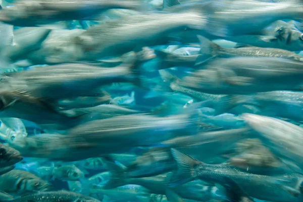 Pesci in fuga in un acquario, pesci in un acquario su sfondo blu — Foto Stock