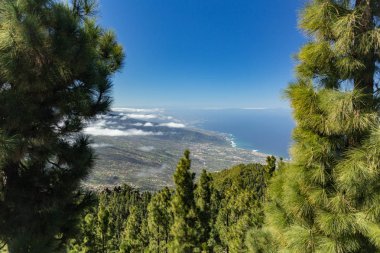 Dağlar, çam ağaçları bulutların üzerinde orman. Tenerife üzerinde La Orotava vadisi ve kuzey sahil şeridi panoramik görünümü. 2000 m irtifa. Kanarya Adaları, İspanya