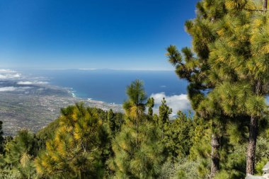 Dağlar, çam ağaçları bulutların üzerinde orman. Tenerife üzerinde La Orotava vadisi ve kuzey sahil şeridi panoramik görünümü. 2000 m irtifa. Kanarya Adaları, İspanya