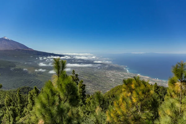 Dağlar, çam ağaçları bulutların üzerinde orman. Tenerife üzerinde La Orotava vadisi ve kuzey sahil şeridi panoramik görünümü. 2000 m irtifa. Kanarya Adaları, İspanya