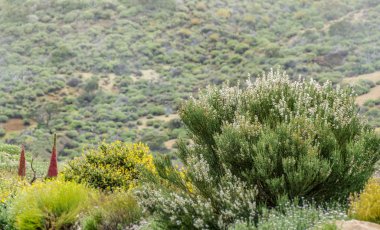 Çiçek açan endemik çalılar. Retama rhodorhizoides'in beyaz çiçekleri. Bulanık arka plan Üzerinde Wild Tajinaste Milli Park Teide, Tenerife, Kanarya Adaları