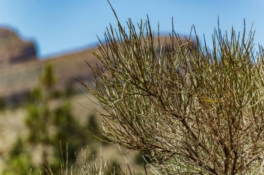 Kanarya süpürgesi iğneleri yakın çekim, ayrıca Retama olarak bilinen, Kanarya Adaları Endemik Teide Milli Parkı yüksek irtifada büyüyen, Tenerife, İspanya