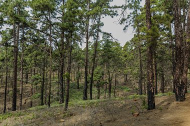 Güneşli bir günde çam ağaçlarıyla çevrili yayladaki taşlı yol. Mavi gökyüzünü ve ufuk çizgisi boyunca bazı bulutları temizleyin. İğne yaprağı ağaçlarıile kuru dağ alanında Kayalık izleme yolu. Tenerife