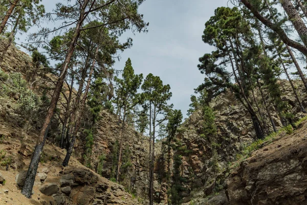 Stony path upland surrounded by pine trees at sunny day. The slopes of a narrow deep gorge covered with centuries-old pines. Rocky tracking road in dry mountain area with needle leaf woods. Tenerife