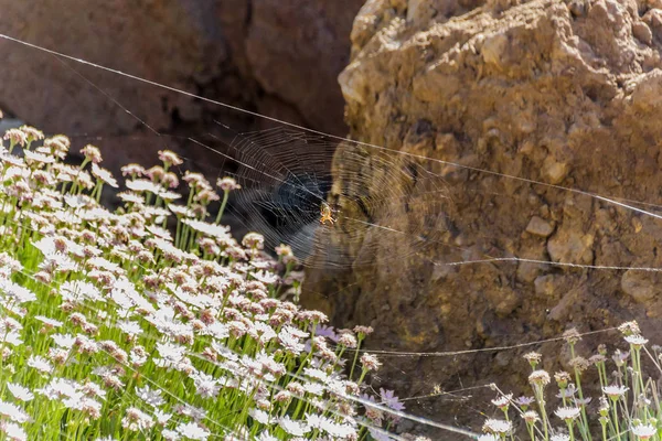 Argiope trifasciata Spider gömde sig i mitten av sin webbplats ovanför endemiska berg blommor. Närbild, suddiga lavastenar i bakgrunden. Teneriffa, Kanarieöarna — Stockfoto