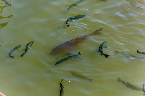 Big carp fish surrounded by the flock of freshwater fish trout floats at the in farmer pond. North of Tenerife, Canary Islands