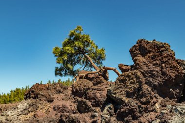 Eşsiz bir çam ağacı ufka doğru eğilerek, lavdan düz büyüyen ve kayalara ısırıklar. Parlak mavi gökyüzü, arka planda moutain çam ormanı. Güneşli gündüz. Tenerife, İspanya