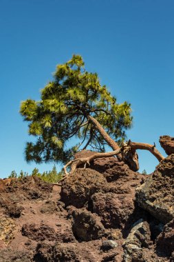 Dikey. Eşsiz çam ağacı ufka doğru eğilerek, lavdan düz büyüyen ve kayalara ısırıklar. Parlak mavi gökyüzü, arka planda moutain çam ormanı. Güneşli bir gün. Tenerife, İspanya
