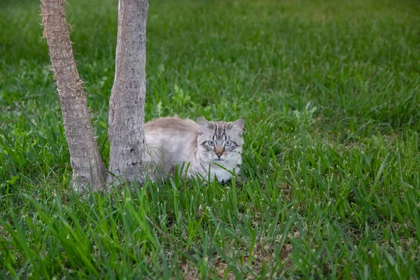 Ağacın altında avını bekleyen güzel bir kedi yavrusu. Yuka ve yeşil çim arka plan Gövde — Stok fotoğraf
