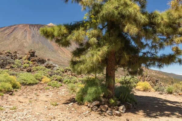 Ensam grön kanarisk tallskog omgiven av gigantiska vilda anis groddar och berg landskap. Peak of Volcano Teide på solig dag med klarblå himmel i bakgrunden. Teneriffa, Spanien — Stockfoto