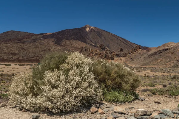 Blommande endemisk buske. Vita blommor av Retama rhodorhizoides. Bergstopp Teide och klarblå himmel i bakgrunden. Varm solig dag. Nationalparken Teide, Teneriffa, Kanarieöarna — Stockfoto