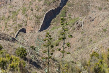 Birçok filiz ile çiçek açan agav çiçek çok yüksek sapı. Teno masifinin dağ yamaçları, Bulanık arka planda katı bazalt tabakası ile kesilmiş. Tenerife, Kanarya Adaları, İspanya