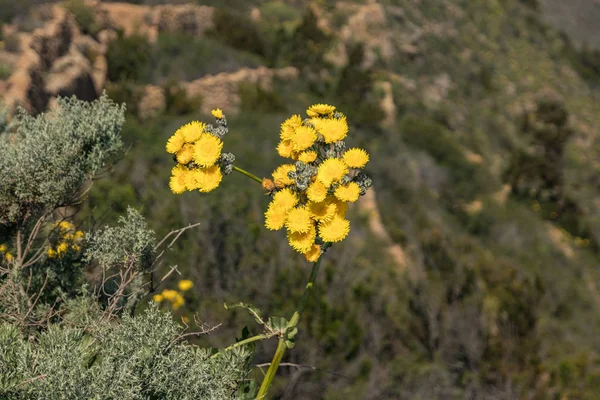 Çiçek açan dev sarı karahindiba ve arılar nektar almak için etrafta uçuyorlar. Yakın çekim, seçici odak. Tenerife Orman Dağları, Kanarya Adaları, İspanya