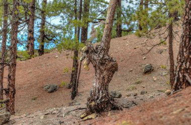 Teide Milli Parkı yakınındaki dağlar. Eski çam ormanı. Kavisli, hırıltılı antik çamlar, kuru düşmüş ağaç gövdeleri ve dalları. Tenerife, Kanarya Adaları, İspanya. 2200m yükseklik