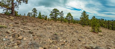 Teide Milli Parkı yakınındaki dağlar. Eski çam ormanı. Kavisli, hırıltılı antik çamlar, kuru düşmüş ağaç gövdeleri ve dalları. Tenerife, Kanarya Adaları, İspanya. 2200m yükseklik