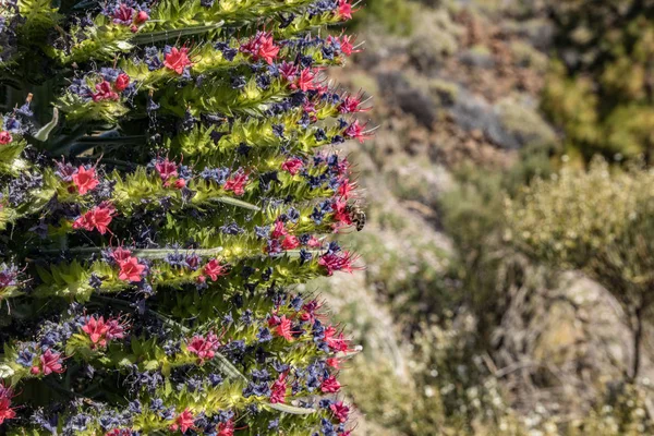 Flor Endémica hermosa flor Tajinaste rojo Echium wildpretii- y pocas abejas volando alrededor. Primavera. Parque Nacional del Teide, Tenerife, Islas Canarias, España — Foto de Stock