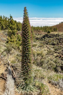 Blooming Endemik güzel çiçek Tajinaste rojo -Echium wildpretii- ve birkaç arı etrafında uçan. Bahar zamanı. Teide Ulusal Parkı, Tenerife, Kanarya Adaları, İspanya