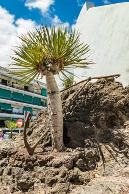 Puerto de la Cruz, Tenerife, Ispanya-10 Temmuz 2019: genç bir ejderha ağacının bagajında lav kayaları üzerinde eski metal paslanmış çapa. Sıcak güneşli gün