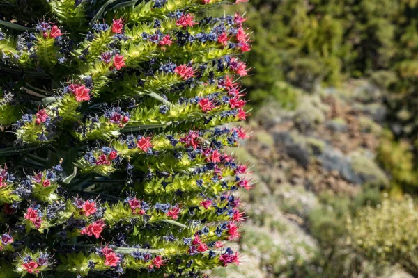 Floração Endêmica bela flor Tajinaste rojo -Echium wildpretii- e algumas abelhas voando ao redor. Hora da Primavera. Teide National Park, Tenerife, Ilhas Canárias, Espanha — Fotografia de Stock