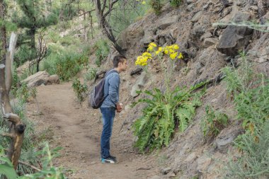 Genç adam çam ağaçları ile çevrili dev güzel Çiçekli dev karahindiba, yakınında kalır. İğne yaprağı ağaçlarıyla kuru dağ lık kayalık yol. Corona Forestal, Tenerife dağları