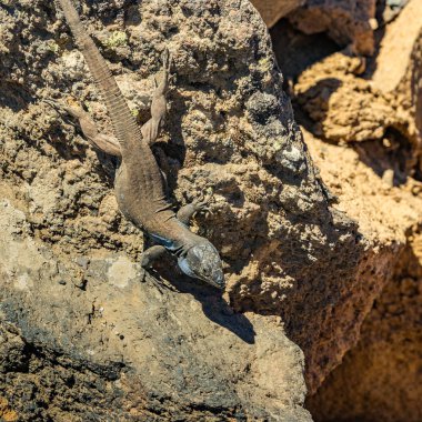 Kanarya kertenkele - Gallotia galloti volkanik lav taşı üzerinde dinleniyor. Kertenkele kameraya bakıyor, yakından, makro, doğal arka plan. National Park Teide, Tenerife, İspanya