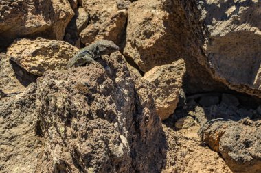 Kanarya kertenkele - Gallotia galloti volkanik lav taşı üzerinde dinleniyor. Kertenkele kameraya bakıyor, yakından, makro, doğal arka plan. National Park Teide, Tenerife, İspanya