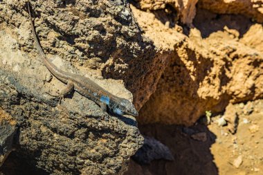 Kanarya kertenkele - Gallotia galloti volkanik lav taşı üzerinde dinleniyor. Kertenkele kameraya bakıyor, yakından, makro, doğal arka plan. National Park Teide, Tenerife, İspanya