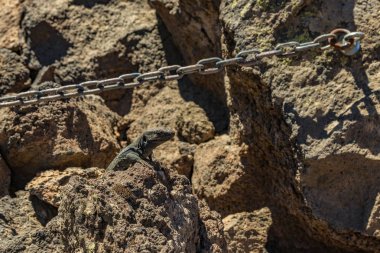 Kanarya kertenkele - Gallotia galloti volkanik lav taşı üzerinde dinleniyor. Kertenkele kameraya bakıyor, yakından, makro, doğal arka plan. National Park Teide, Tenerife, İspanya
