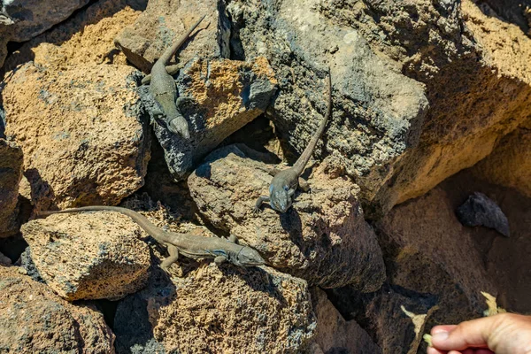 Kanarya kertenkeleleri - Gallotia galloti volkanik lav taşı üzerinde dinleniyor. Sürüngen, inceliği tedavi etmeye çalışan insanın avucuna bakar. Yakın çekim, makro, doğal arka plan. Milli Park Teide, Tenerife — Stok fotoğraf
