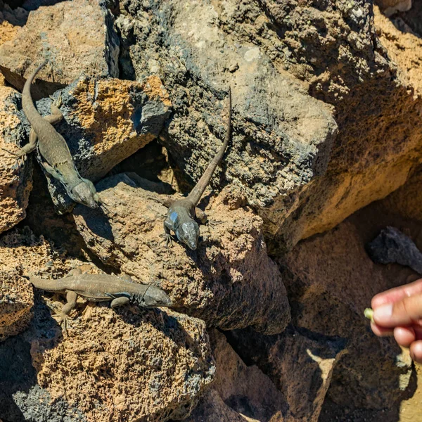 Kanarie ödlor-Gallotia galloti vilar på vulkanisk lava sten. Reptil stirnar på Palm of man som försöker behandla delikatess. Närbild, makro, naturlig bakgrund. Nationalparken Teide. Square — Stockfoto