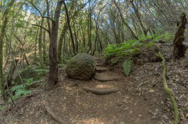 Garajonay Milli Parkı'nın dağ sırasının yamaçlarında orman. Dar dolambaçlı yollar boyunca Dev Laurels ve Tree Heather. Yürüyüş için cennet. Balık gözü merceği. La Gomera, İspanya.