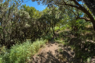 Garajonay Milli Parkı'nın dağ sırasının yamaçlarında orman. Dar dolambaçlı yollar boyunca Dev Laurels ve Tree Heather. Yürüyüş için cennet. Balık gözü merceği. La Gomera, İspanya.