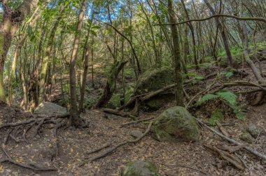 Garajonay Milli Parkı'nın dağ sırasının yamaçlarında orman. Dar dolambaçlı yollar boyunca Dev Laurels ve Tree Heather. Yürüyüş için cennet. Balık gözü merceği. La Gomera, İspanya.