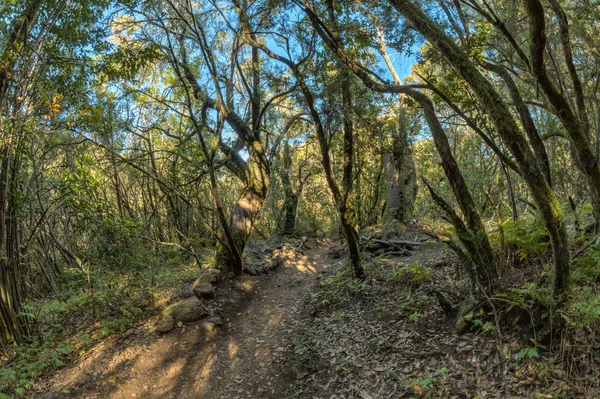 Relicto bosque en las laderas de la cordillera del Parque Nacional Garajonay. Laureles gigantes y brezo árbol a lo largo de caminos estrechos y sinuosos. Paraíso para el senderismo. Lente para ojos de pez. La Gomera, España . — Foto de Stock