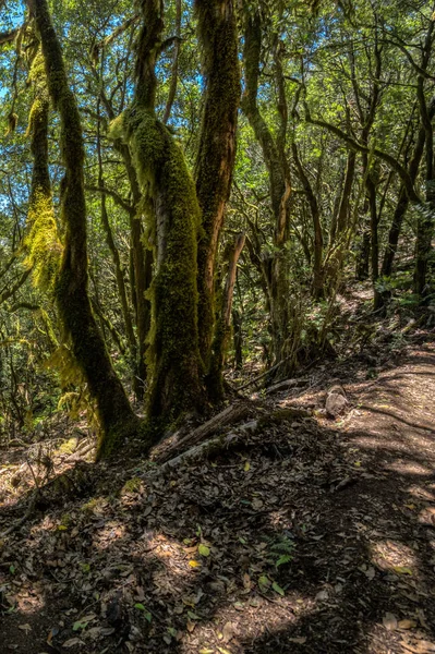 Floresta relicta na cordilheira do Parque Nacional de Garajonay. Laurels gigantes e Tree Heather ao longo de caminhos sinuosos estreitos. Paraíso para caminhadas. Vertical. La Gomera, Espanha . — Fotografia de Stock