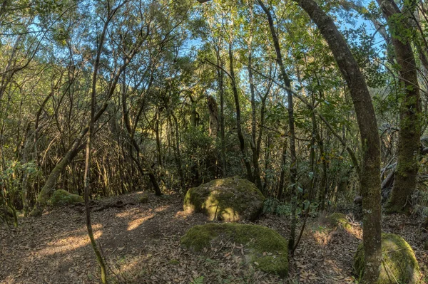 Relicto bosque en las laderas de la cordillera del Parque Nacional Garajonay. Laureles gigantes y brezo árbol a lo largo de caminos estrechos y sinuosos. Paraíso para el senderismo. Lente para ojos de pez. La Gomera, España . — Foto de Stock