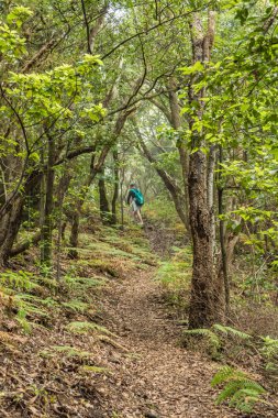 Kutsal ormanda genç bir gezgin. Tenerife adasında antik Anaga dağ yamaçları. Dar dolambaçlı yollar boyunca dev defneler ve fundalık ağacı. Yürüyüş için cennet. Kanarya