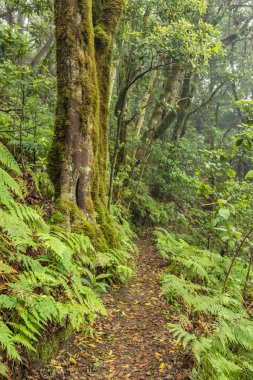 Tenerife adasının en eski dağ yamaçlarında relict orman. Dar dolambaçlı yollar boyunca Dev Laurels ve Tree Heather. Yürüyüş için cennet. Dikey çerçeve. Kanarya Adaları