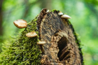 Bir biçilmiş eski ağaç gövdesi liken ve mantar ile büyümüş. Tenerife adasında Doğal Park Anaga en eski dağ yamaçlarında relict orman. Seçici odak yakın. Kanarya