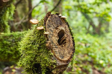 Bir biçilmiş eski ağaç gövdesi liken ve mantar ile büyümüş. Tenerife adasında Doğal Park Anaga en eski dağ yamaçlarında relict orman. Seçici odak yakın. Kanarya
