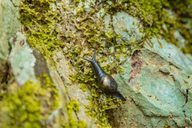 Seçici odaklamayı kapatın. Renkli liken lerle kaplı ıslak bir taş yamaç üzerinde sürünen büyük bir salyangoz. Tenerife'deki en eski Anaga Doğal Parkı'nın yamaçlarında ki ormanlık alan. Yürüyüş için cennet. Kanarya