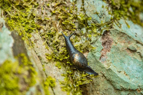 Stäng selektivt fokus. En stor snigel kryper på en våt stensluttning täckt med färgad lav. Relict Forest på sluttningarna av den äldsta Anaga Natural Park på Teneriffa. Paradis för vandring. Canary — Stockfoto