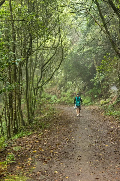 Un giovane viaggiatore nella foresta della reliquia. Piste dell'antica catena montuosa di Anaga sull'isola di Tenerife. Alloro gigante e erica lungo stretti sentieri tortuosi. Paradiso per escursioni. Canarie — Foto Stock