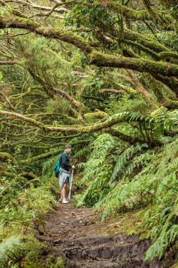 Kutsal ormanda genç bir gezgin. Tenerife adasında antik Anaga dağ yamaçları. Dar dolambaçlı yollar boyunca dev defneler ve fundalık ağacı. Yürüyüş için cennet. Kanarya