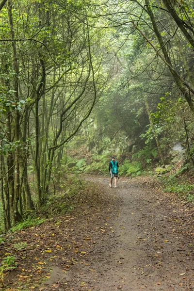 Un giovane viaggiatore nella foresta della reliquia. Piste dell'antica catena montuosa di Anaga sull'isola di Tenerife. Alloro gigante e erica lungo stretti sentieri tortuosi. Paradiso per escursioni. Canarie — Foto Stock