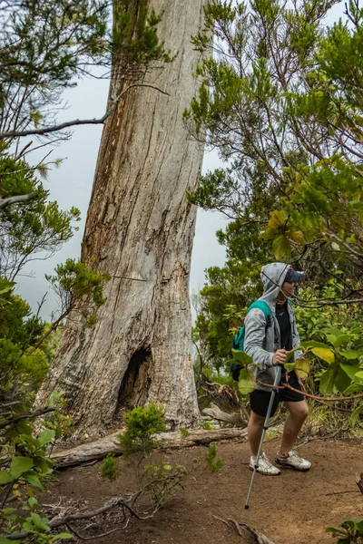 Un giovane viaggiatore nella foresta della reliquia. Piste dell'antica catena montuosa di Anaga sull'isola di Tenerife. Alloro gigante e erica lungo stretti sentieri tortuosi. Paradiso per escursioni. Canarie — Foto Stock