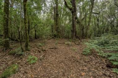 Süper geniş açı panorama. Garajonay Milli Parkı dağlarının yamaçlarında ki orman. Dar dolambaçlı yollar boyunca Dev Laurels ve Tree Heather. Yürüyüş için cennet. La Gomera, İspanya.
