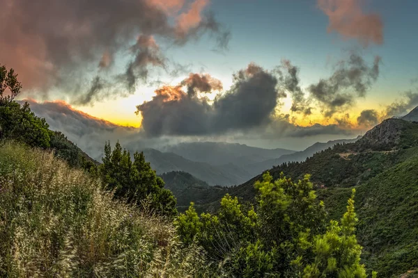 Garajonay Milli Parkı'nın dağ sırasının yamaçlarında orman. Dar dolambaçlı yollar boyunca Dev Laurels ve Tree Heather. Yürüyüş için cennet. Seyahat kartpostalı. La Gomera, İspanya.